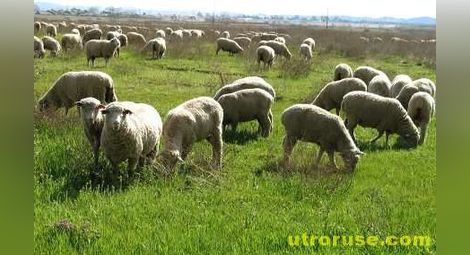 Глутница вълци е нападнала стадо овце край родопско село