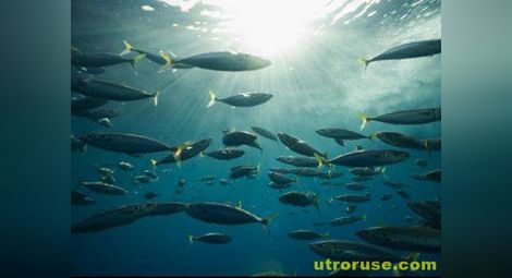 Окисляването на Световния океан вредно за рибната популация