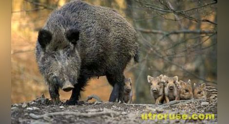 Груповият лов на дива свиня се открива на 5-ти октомври