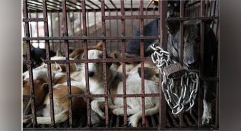 Шеф на Агенцията по безопасност на храните: Внос на кучешко месо е невъзможен