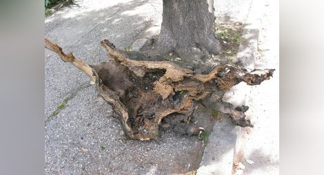Клон от изгнило дърво се стовари на земята