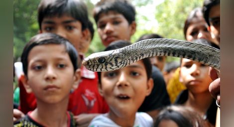 Стотици змии изпълзяха от подпорна стена в смолянско село