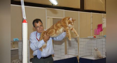 Показват най-голямата котка в света на изложба в София