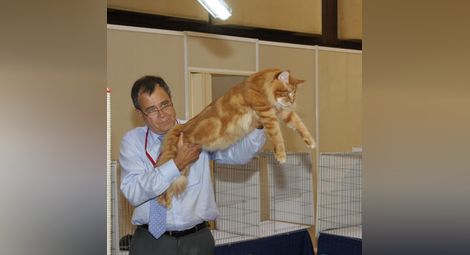 Най-голямата котка в света ще бъде показана на изложба