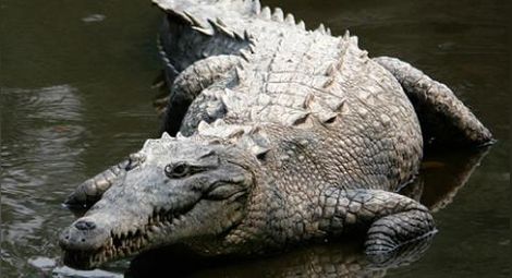 Турист бе „пленен” в продължение на две седмици от крокодил