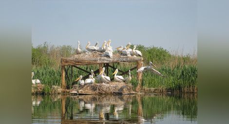 300 пеликани в колонията в Сребърна