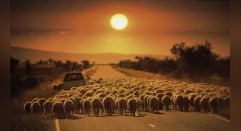 34 овце избити при сблъсък с "Алфа Ромео"