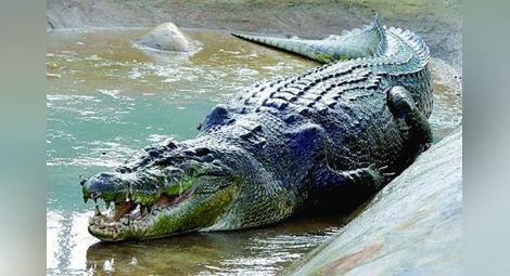 120-килограмова счетоводителка падна върху крокодила Федя и го контузи