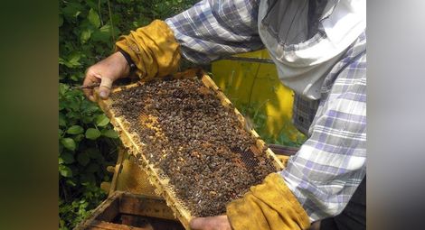 Известяват с SMS пчеларите за предстоящи пръскания