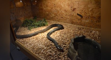 Дракончето Шрек и най-отровната змия в света съскат в музея