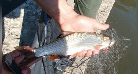 Три бракониерски „хапки“ засечени в езерото Липник