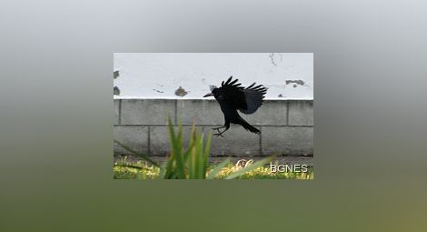 Като в трилъра на Хичкок: Агресивни врани нападнаха Сараево