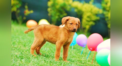 Бездомни кученца с балони в парка стават лица на кампания на приюта
