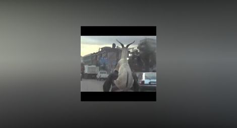 Клипче на велосипедист с козел на гърба стана хит в нета /видео/
