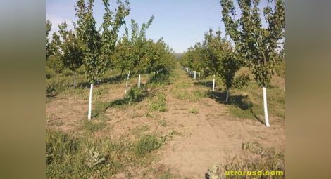 25 кайсии изсечени в овощна градина в Тетово