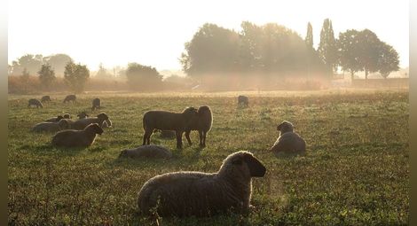 Никой не поиска над  4 хиляди декара пасища