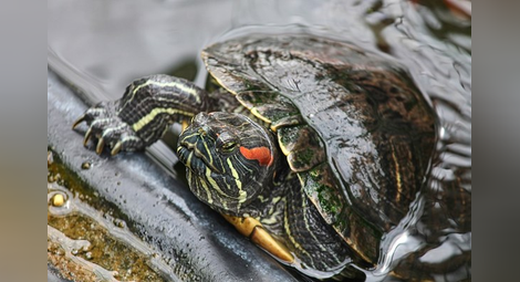 Червенобуза костенурка СНИМКА: pixabay
