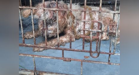 Беззащитно куче изтезавано до смърт в Трите гълъба