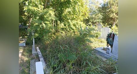 Готвят промени в наредбата за гробищата заради сегашните непроходими джунгли