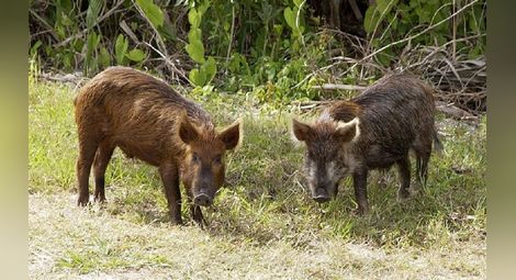 Три диви свине с африканска чума отстреляни в Русенско