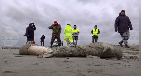 Снимка: БТА