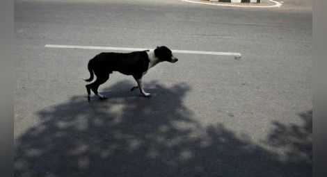 50 000 лева обезщетение за катастрофа заради внезапно изскочило улично куче