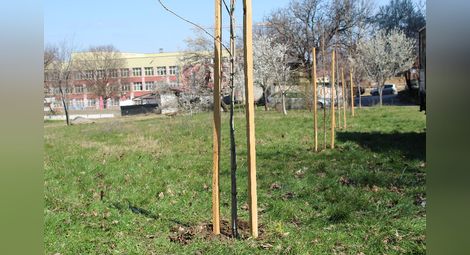 Русенци засадиха млади дръвчета в кв. “Дружба 1”
