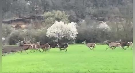 Част от елените, заснети в публикувания във фейсбук от Рилка Игнатова клип.				    Снимка: Стопкадър