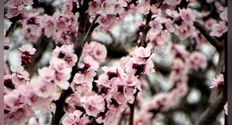 Минусовите температури попариха овошките в Русенско