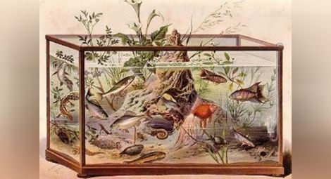 Домашен аквариум от средата на XIX-ти век.  Илюстрация: aquarium.bg