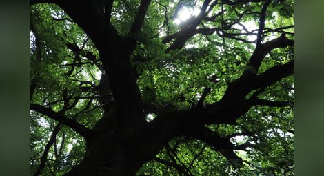 Екоминистерството обяви за защитени 18 дървета на възраст от 120 до 300 г. в землището на Русе