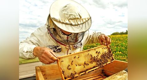Над 6.2 милиона лева ще подпомогнат пчеларите, документи се приемат до 22 февруари