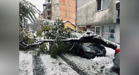 Снимката е илюстративна, от 26 ноември миналата година, когато тежък сняг прекърши много клони и дървета и нанесе поражения в различни райони от Русе.      Снимка: Митко АНДРЕЕВ