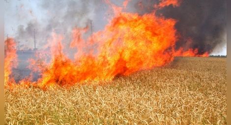 Комбайн запали житна нива край Нисово