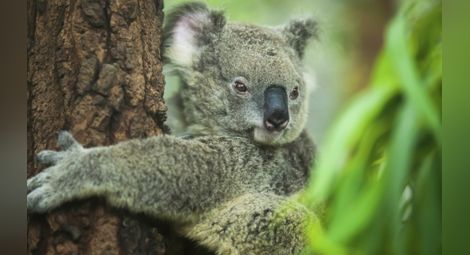 Откриха защо коалите прегръщат дърветата