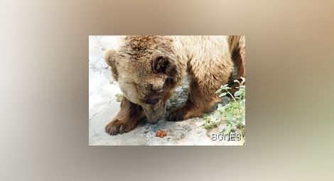 Гладна мечка си похапна борш в Сибир 