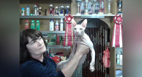 В единствения развъдник за бели донски сфинксове в света в Ловеч живее петата най-известна котка в света