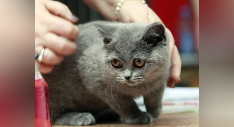 Екзотични котки омаяха столичани в музея "Земята и хората"