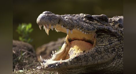 Австралиец изяден от морски крокодил