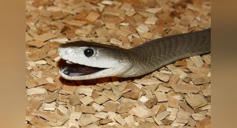 Змия хвърли в паника детска градина