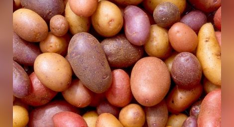 Руски учени създадоха весели картофи