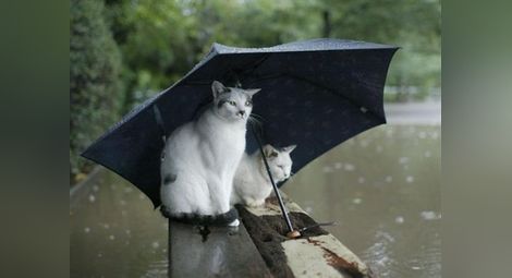 Днес задължително с чадър!