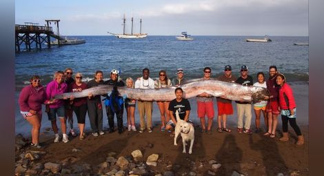 5,5-метрова риба беше открита край Калифорния