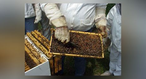 Пчеларите протестират с искане за държавна помощ