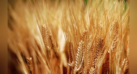 Зърнопроизводители настояват да не се спекулира с добива на зърно