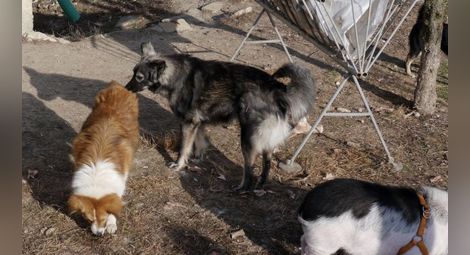 Неизвестен изтребва уличните кучета в Силистра