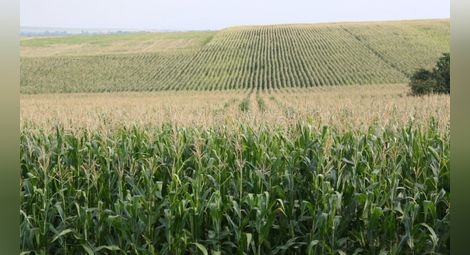 В България остава забраната за отглеждане на ГМО царевица