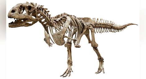Цели скелети на динозаври открити в Сибир