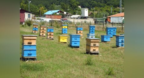 Русенските пчелари подават в разградската дирекция на ДФ "Земеделие" документи за плащане от понеделник