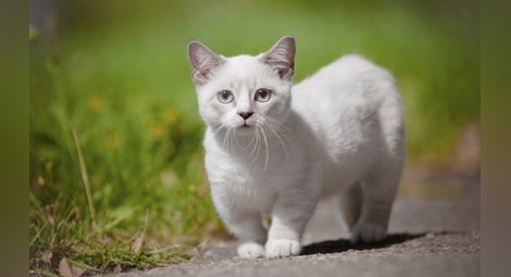 Най-малката котка в света е висока само 10 сантиметра